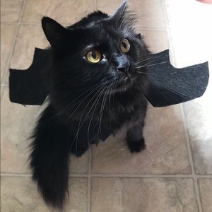 Meet your Posher, Lacey